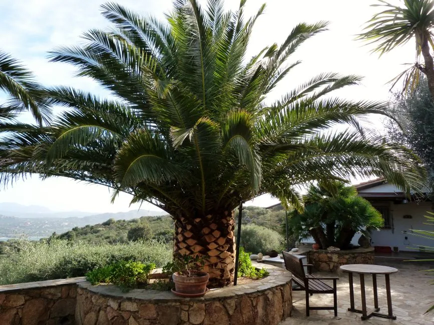 Palmier mediterraneen et oliviers dans un jardin de Roussillon.