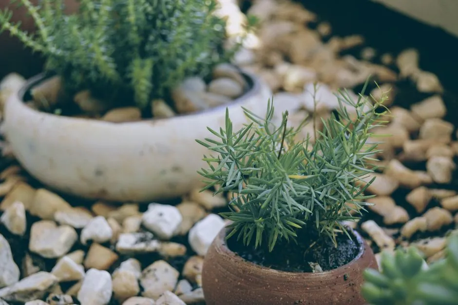 Massif sec mediterraneen, plantes en pots terre cuite et galets.