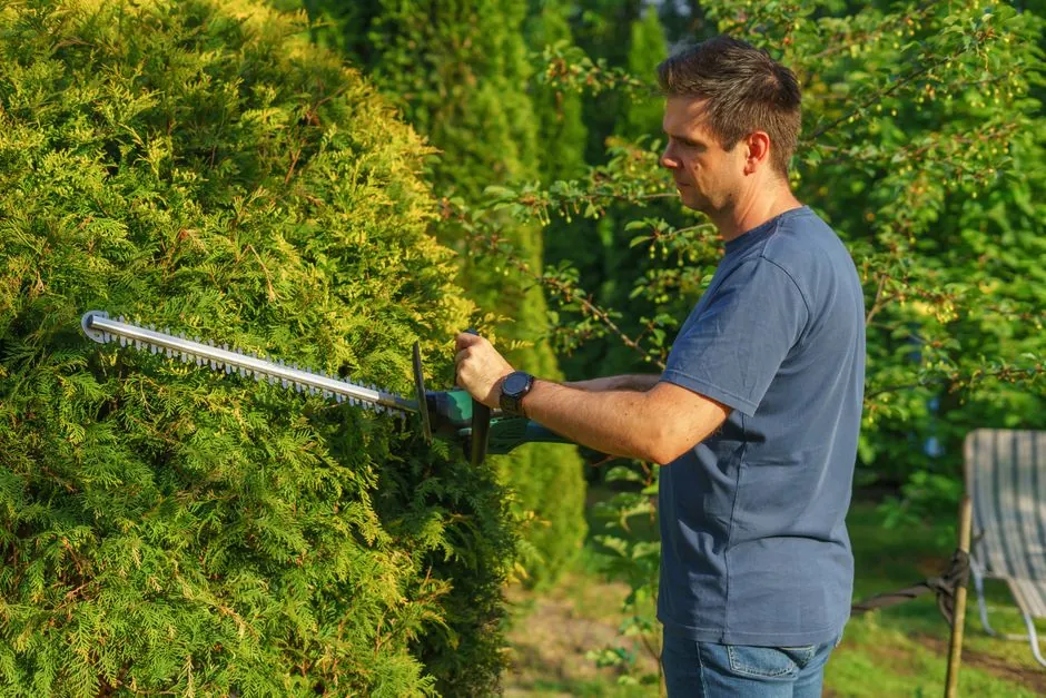 Yann en plein travail de taille d'une haie de cypres dans un jardin perpignanais.